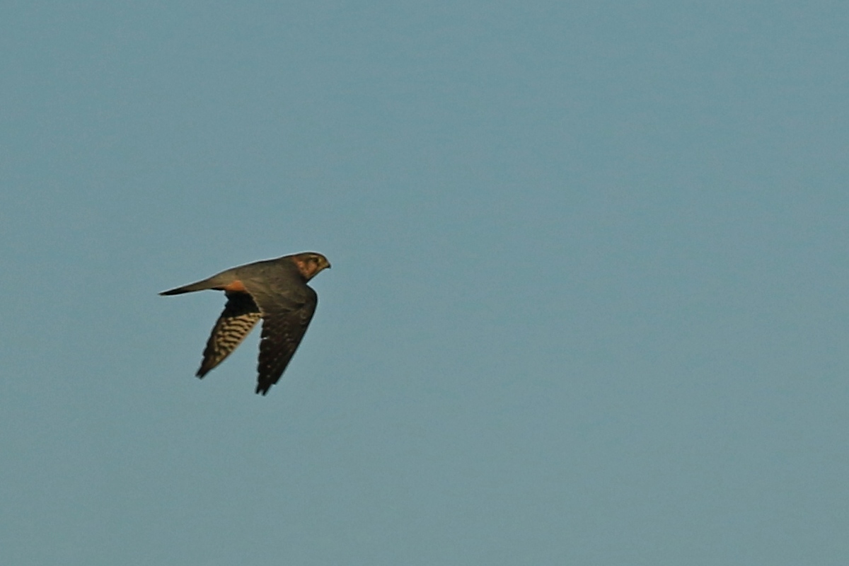 Aiuto identificazione rapace:  Smeriglio (Falco columbarius), maschio